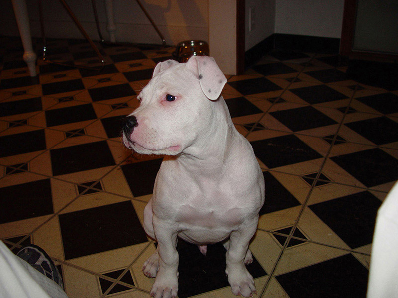 SAMSON