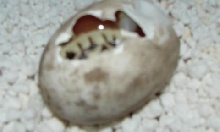 egg