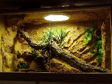 my first terrarium