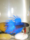 Crowntail Betta