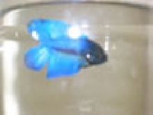 Halfmoon Betta