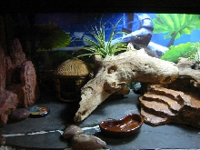 Leopard Gecko Enclosure
