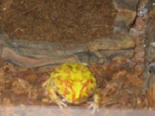My pacman