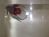 Delta Tail Betta