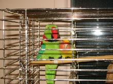 Tony
