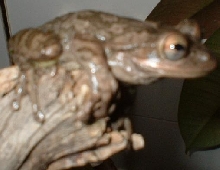Ori