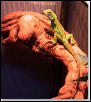 my dragon Beautiful