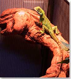 my dragon Beautiful