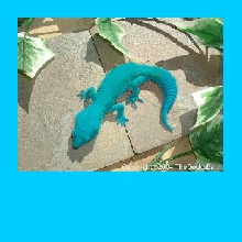 Blue Cotton