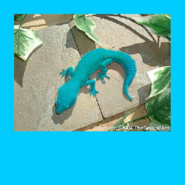 Blue Cotton