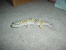 Braeden2