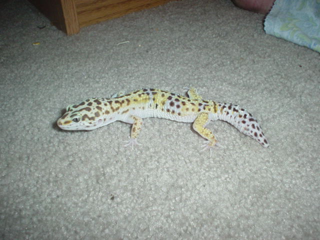 Braeden2
