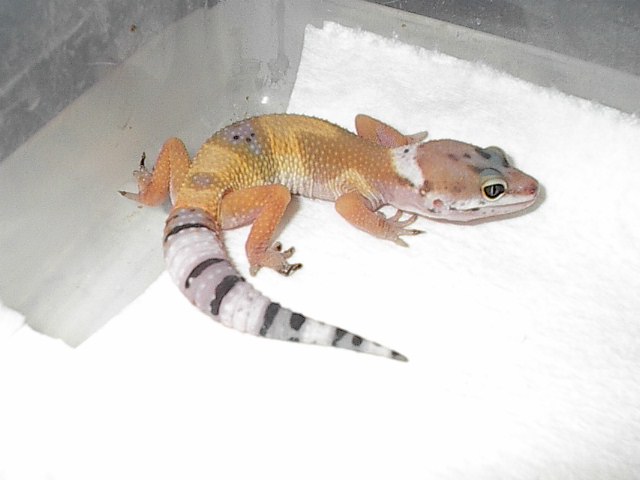 Robin Gecko