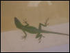 Green Anole