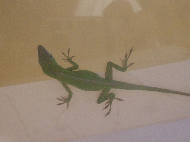 Green Anole