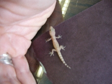 unidentified gecko!!!