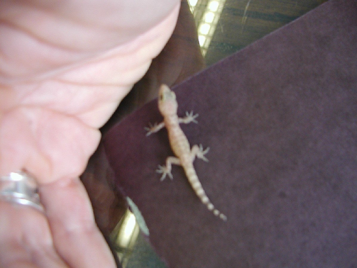 unidentified gecko!!!
