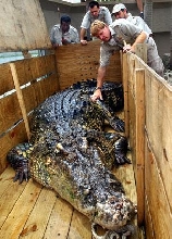 big hybrid
