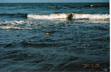 Surfing gator 1