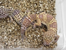 hypomelanistic