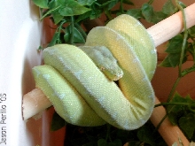 Jayapura GTP female