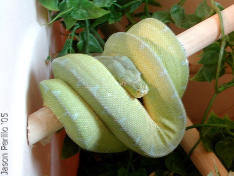 Jayapura GTP female