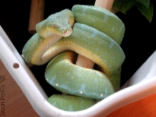 Jayapura GTP male