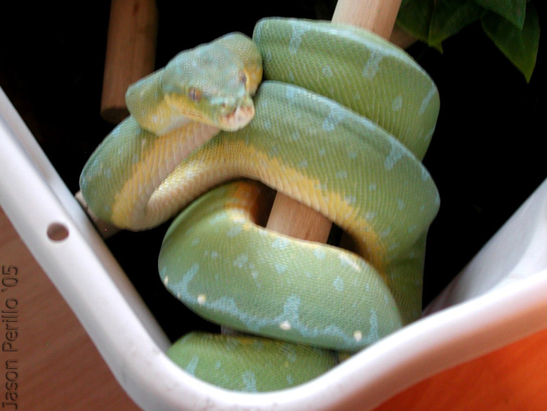 Jayapura GTP male