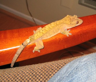 male crested #1