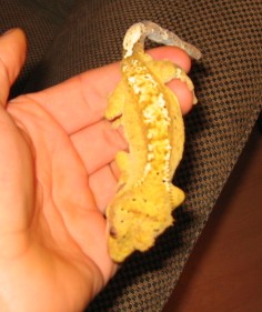 male crested 2