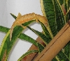 Orange U. lineatus female