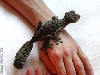 U.fimbriatus male with mottled pattern