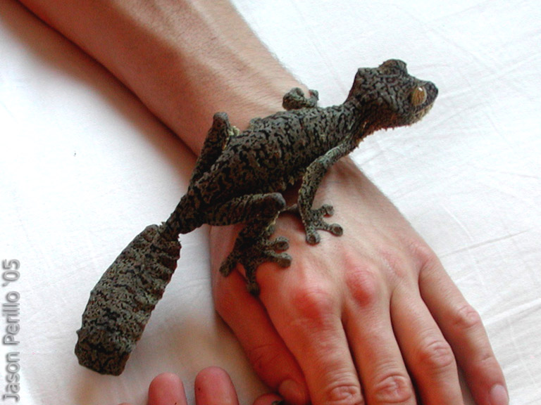 U.fimbriatus male with mottled pattern
