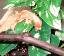 U.phantasticus hatchling 7/28/05