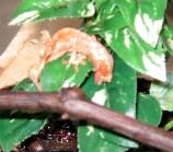 U.phantasticus hatchling 7/28/05