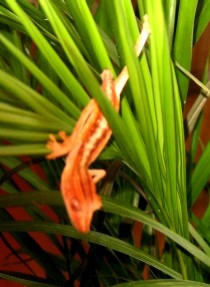 U lineatus CB hatchling in areca palm