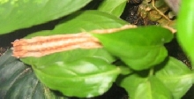 U lineatus CB hatchling on leaf
