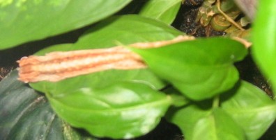 U lineatus CB hatchling on leaf