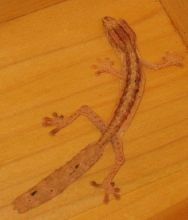 U lineatus CB hatchling with tail