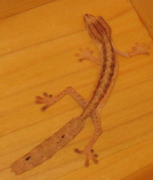 U lineatus CB hatchling with tail