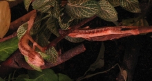 U. lineatus CB hatchlings 09/2005