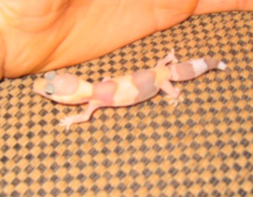 amel fat tail