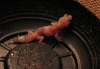 amel fat tail 2