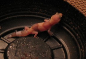 amel fat tail 2