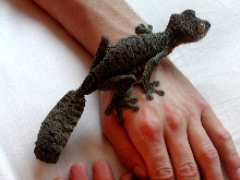 male mottled U.fimbriatus