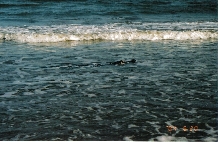 Alligator surfing