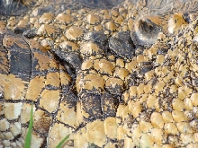 The scales of a Nile crocodile