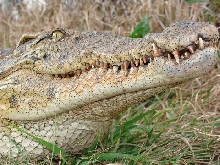 Nile crocodile head shot