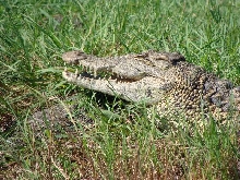 Nile crocodile showing head structure