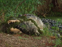 Alligator eating another alligator